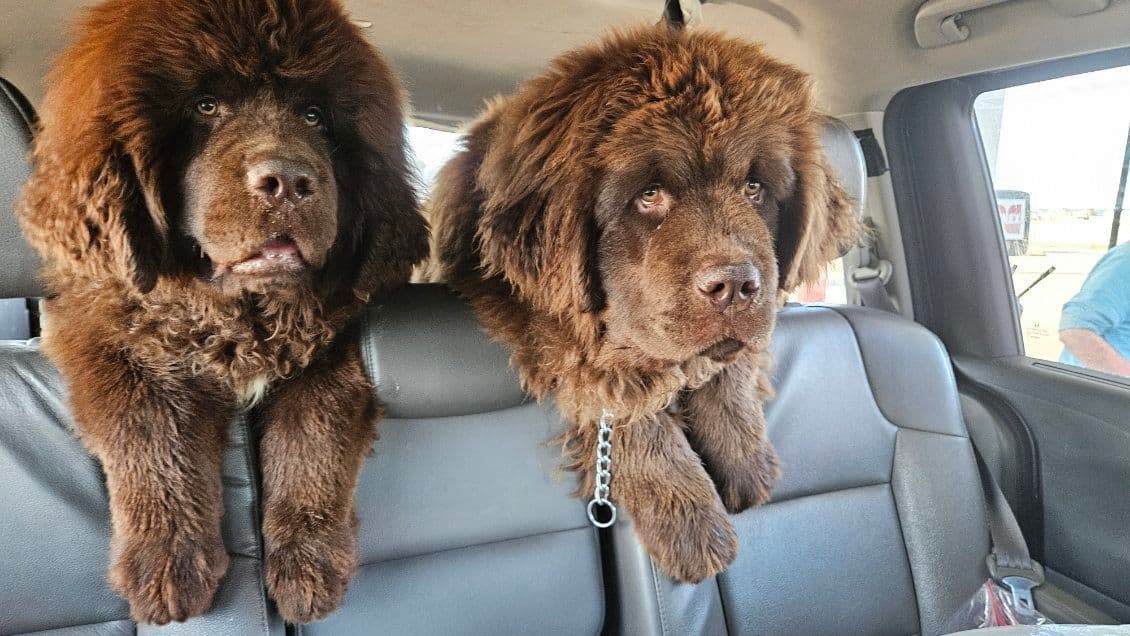 Newfoundland Puppies breeder image 14