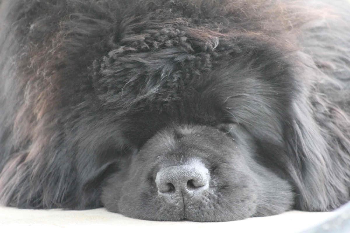 Newfoundland Puppies breeder image 15