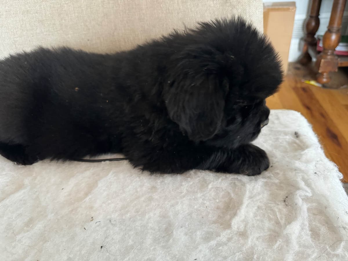 Newfoundland Puppies breeder image 17