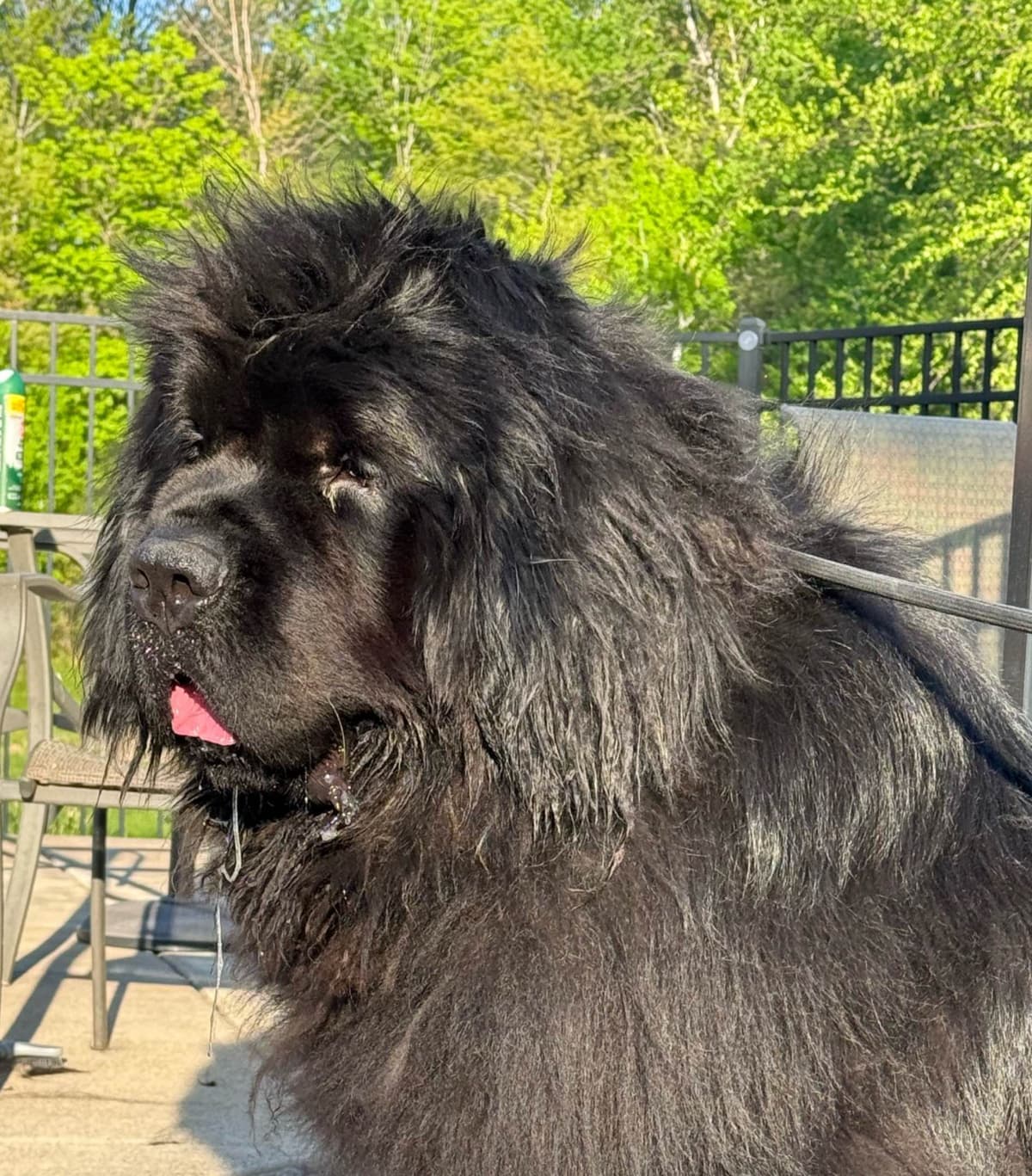 Newfoundland Puppies breeder image 18