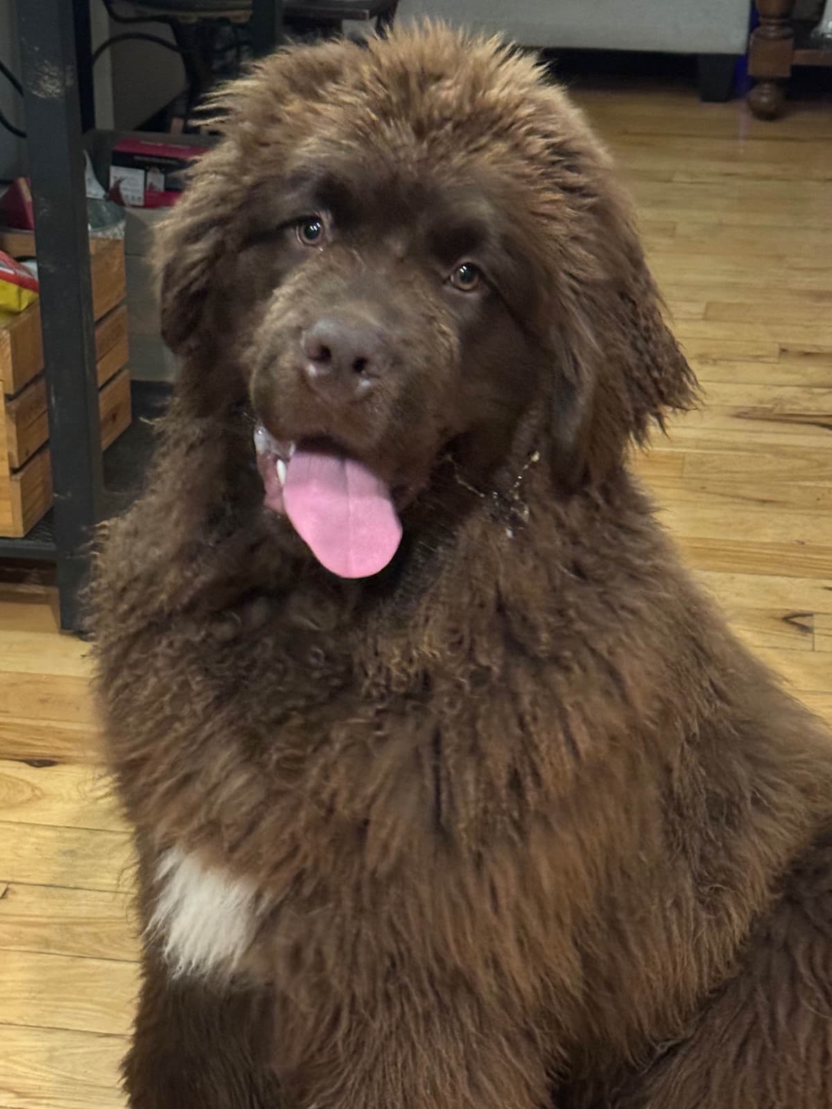 Newfoundland Puppies breeder image 19