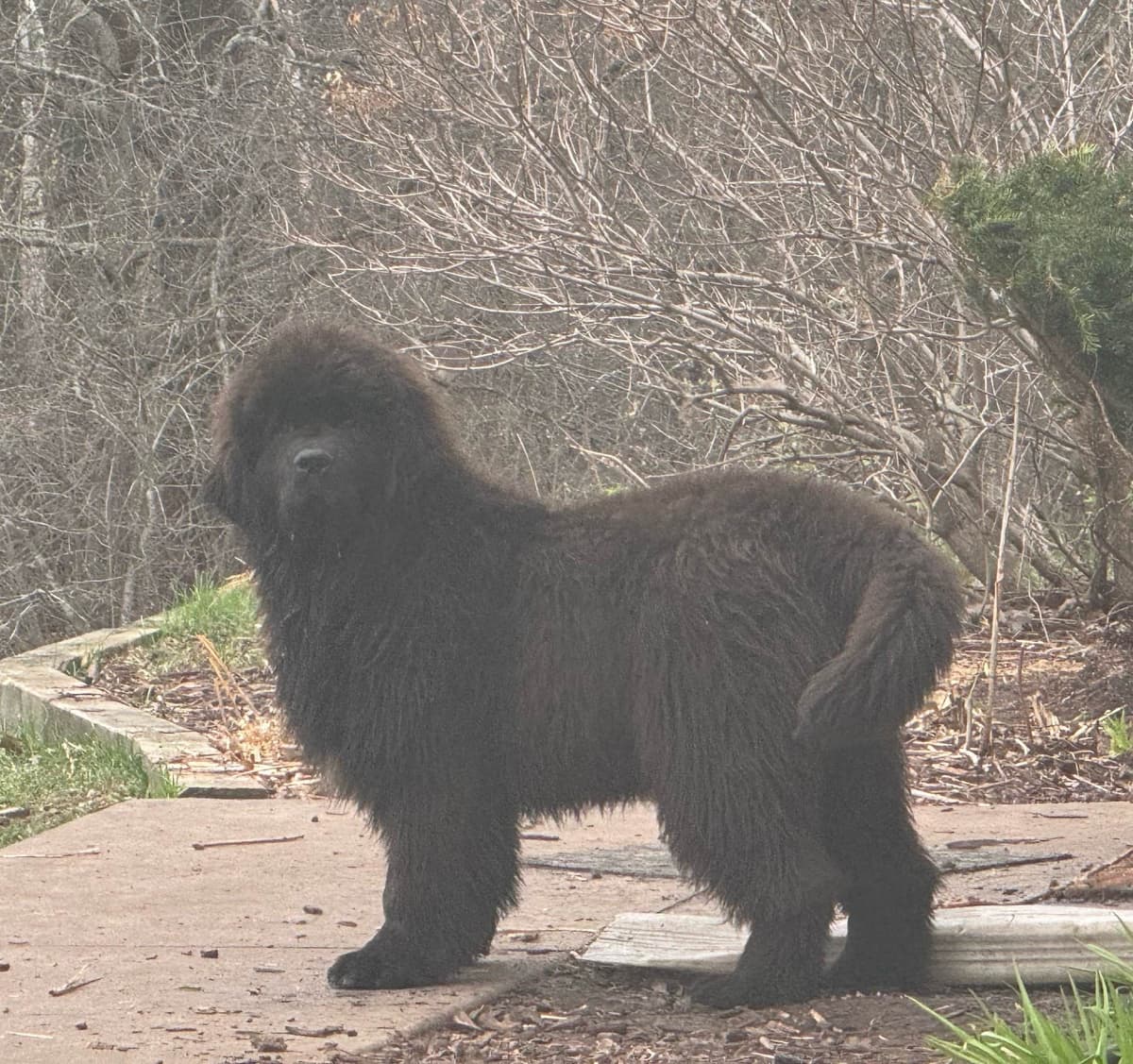 Newfoundland Puppies breeder image 20