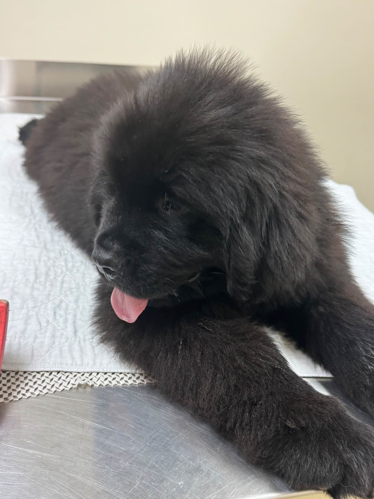 Newfoundland Puppies breeder image 21