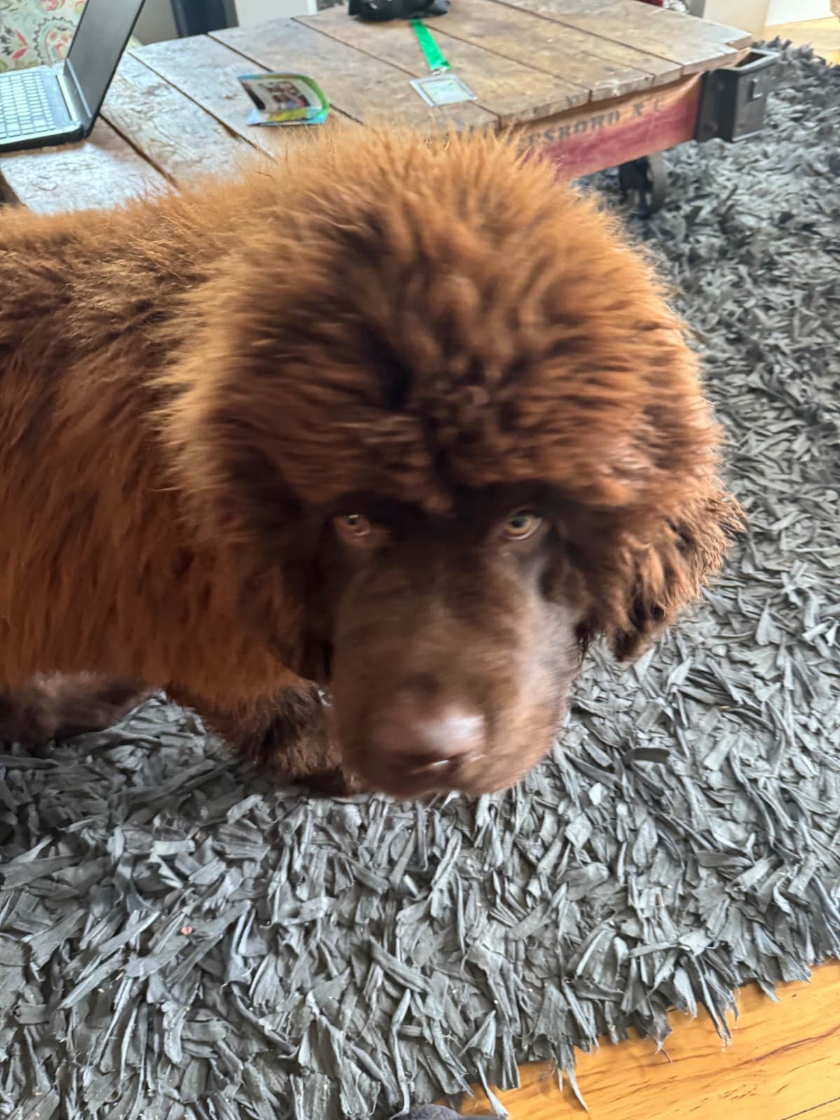 Newfoundland Puppies breeder image 22