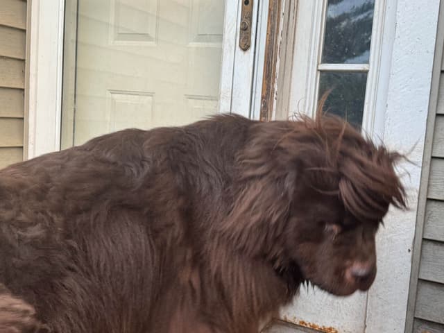 Newfoundland Puppies media 2