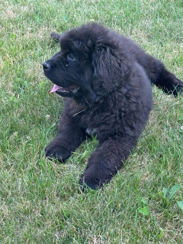 Newfoundland Puppies media 4