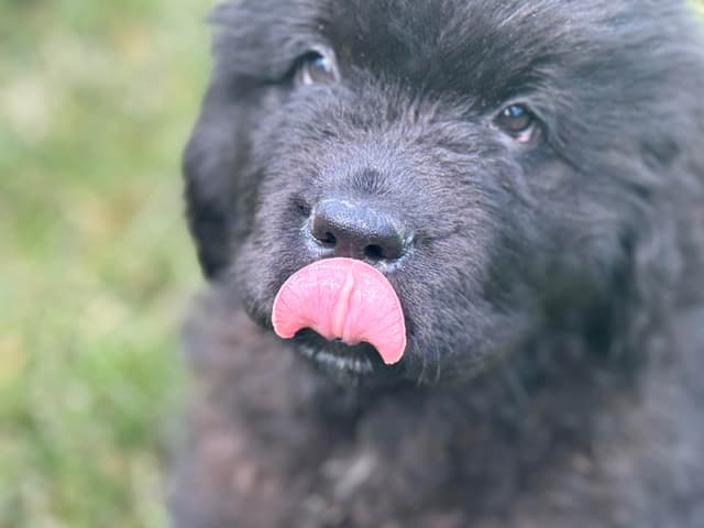Newfoundland Puppies media 5