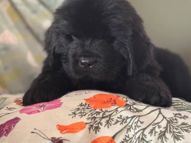 Newfoundland Puppies media 8