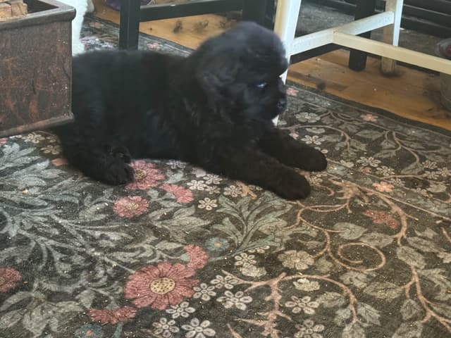 Newfoundland Puppies media 12