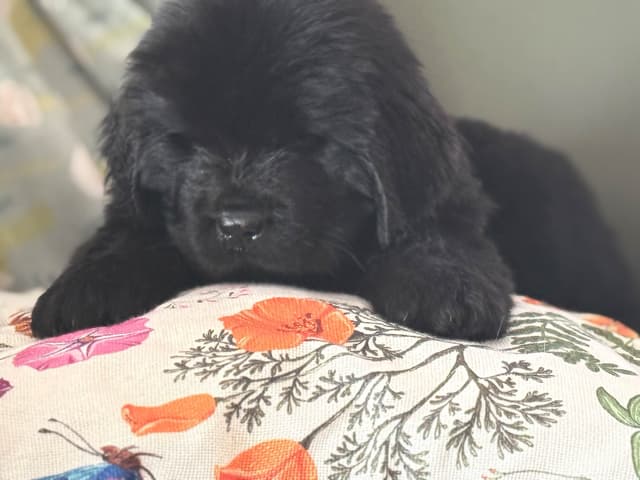 Newfoundland Puppies media 10