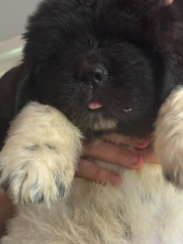 Newfoundland Puppies media 16
