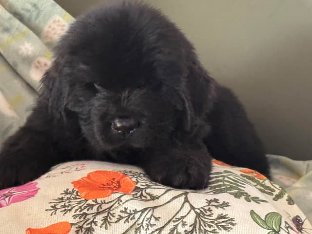 Newfoundland Puppies media 11