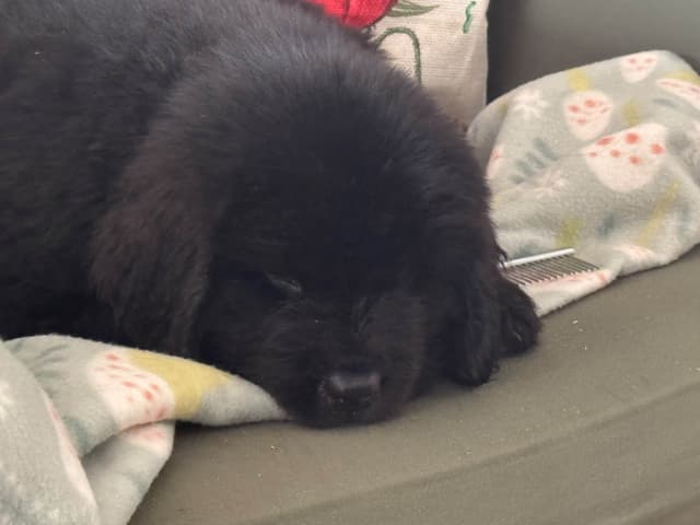 Newfoundland Puppies media 9