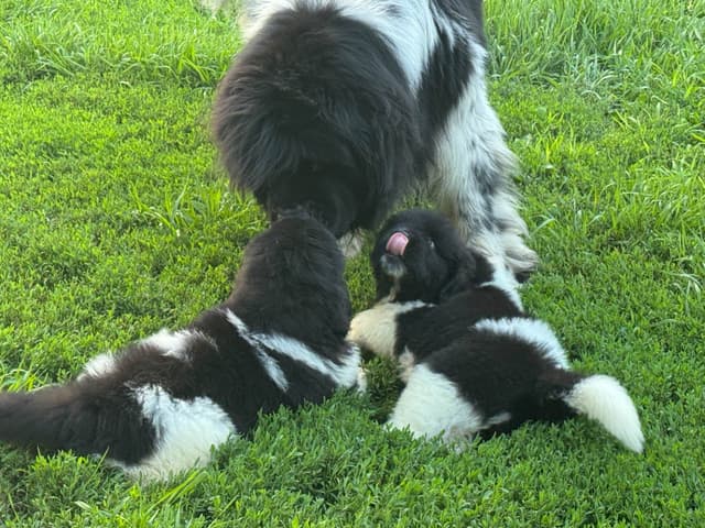 Newfoundland Puppies media 14