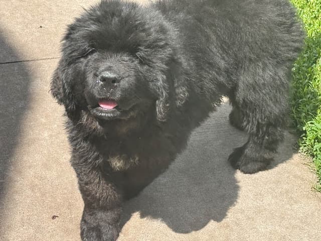 Newfoundland Puppies media 13