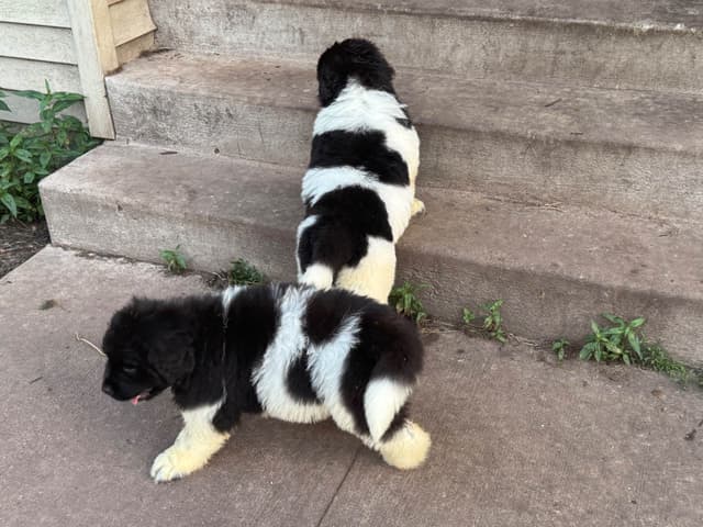 Newfoundland Puppies media 15