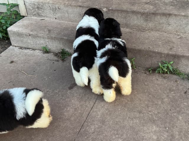 Newfoundland Puppies media 17
