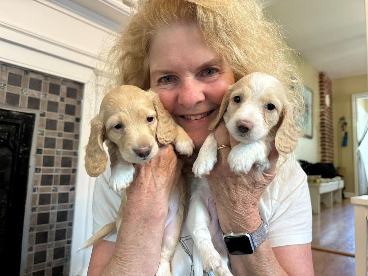 Longhair Dachshund Puppies (none available-all sold) breeder image 1