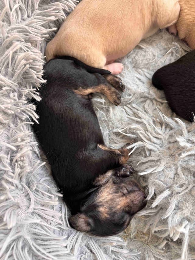 Longhair Dachshund Puppies (none available-all sold) media 3