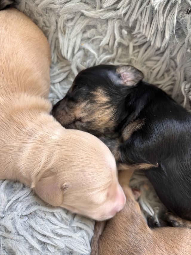 Longhair Dachshund Puppies (none available-all sold) media 4
