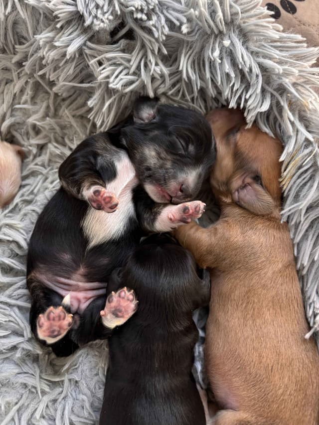 Longhair Dachshund Puppies (none available-all sold) media 5