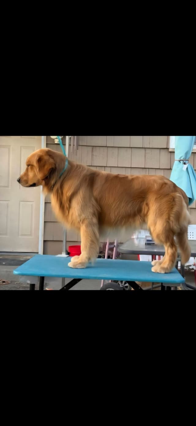 Mount Hood Golden Retrievers media 2