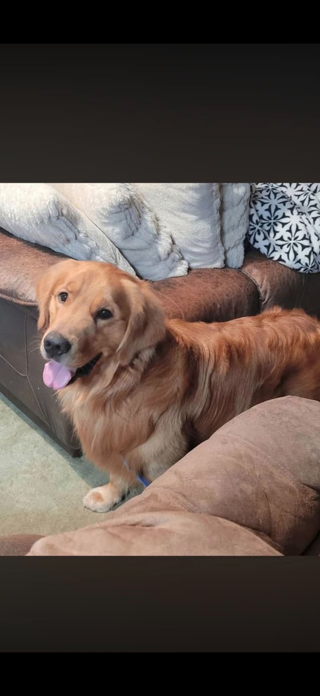 Mount Hood Golden Retrievers media 3