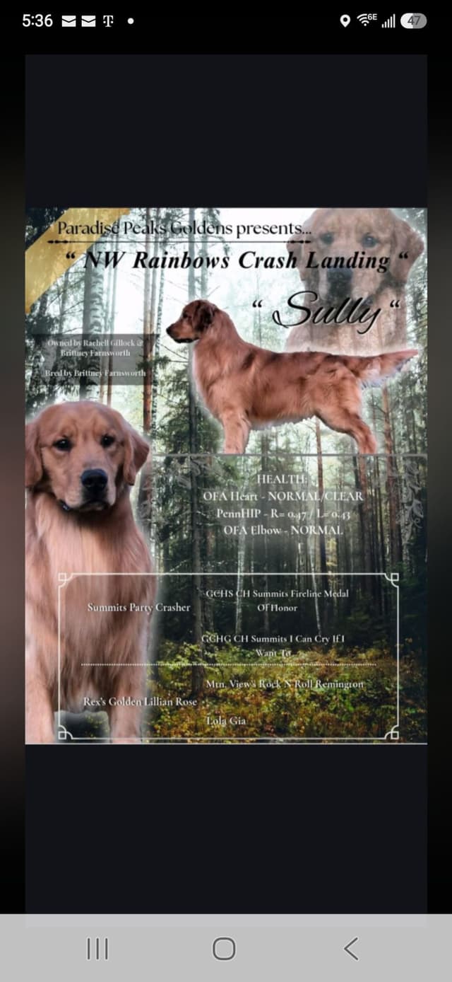 Mount Hood Golden Retrievers media 4
