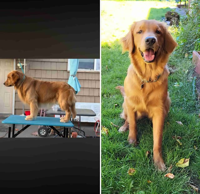 Mount Hood Golden Retrievers media 8