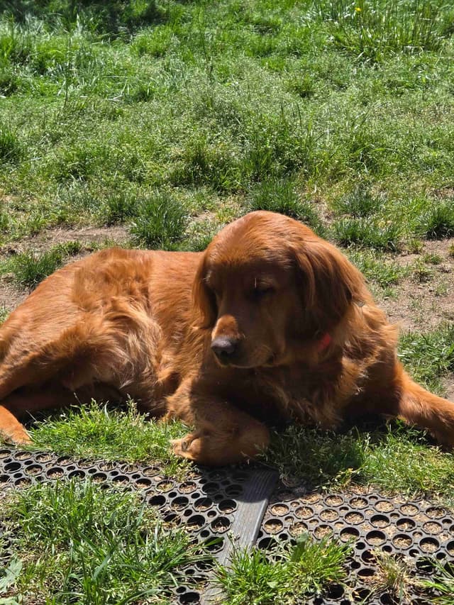 Mount Hood Golden Retrievers media 10