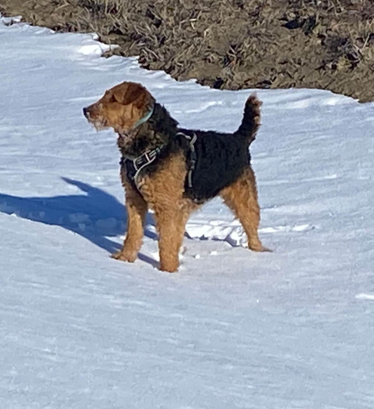 Airedale Terrier Puppies breeder image 3