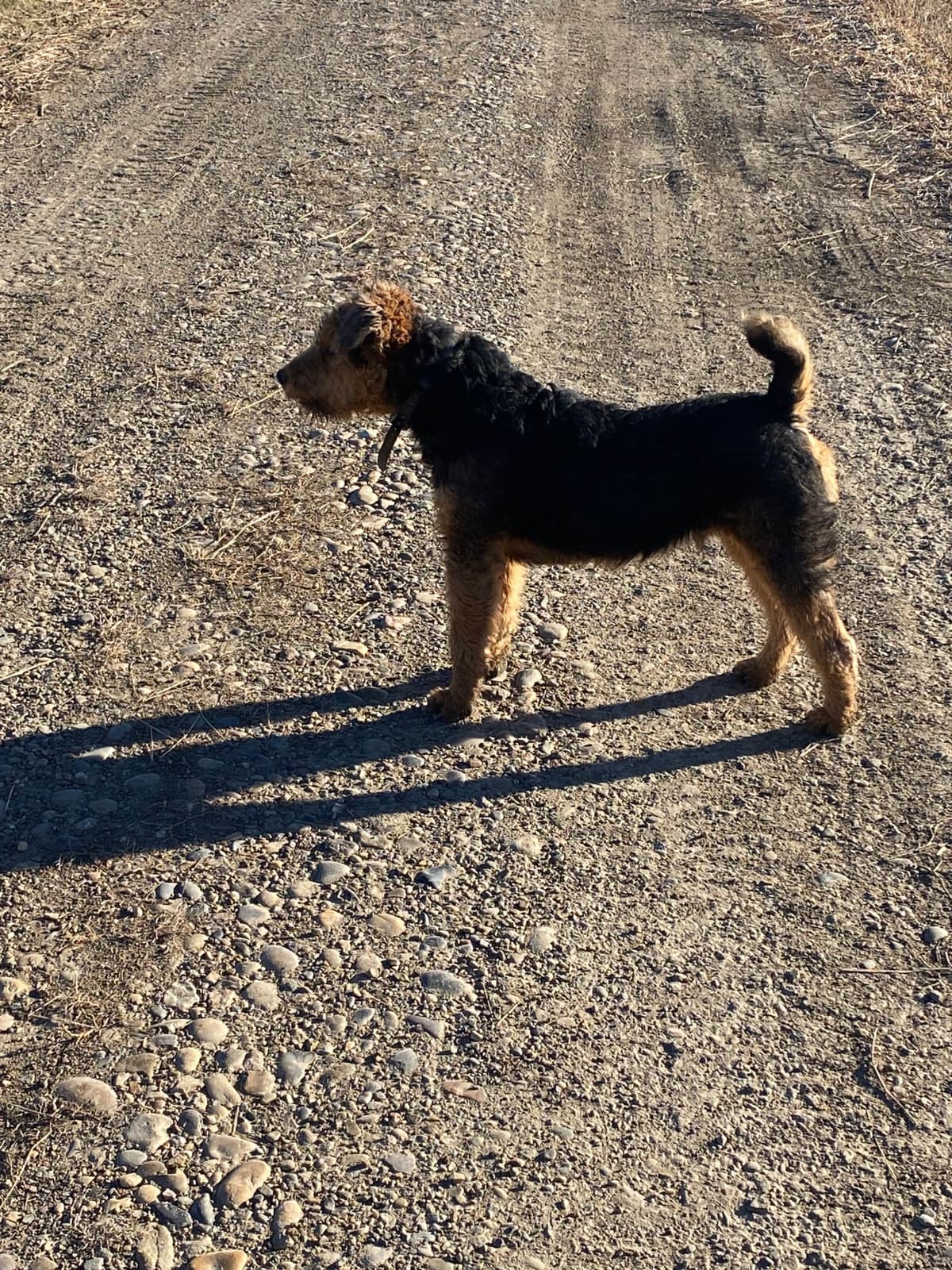 Airedale Terrier Puppies breeder image 8