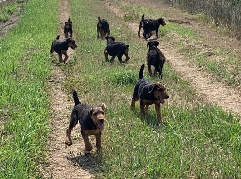 Airedale Terrier Puppies breeder image 9