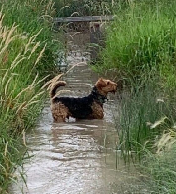 Airedale Terrier Puppies breeder image 2
