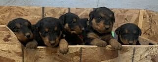 Airedale Terrier Puppies breeder image 7
