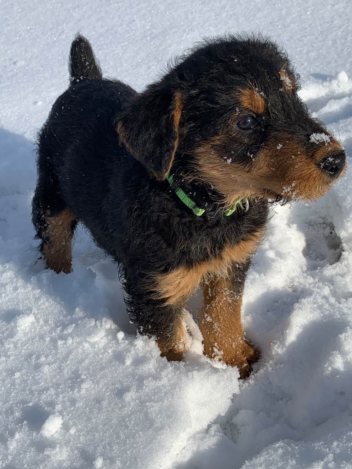 Airedale Terrier Puppies breeder image 1