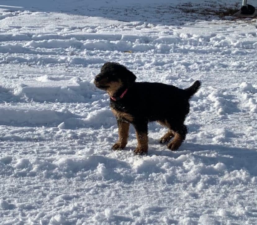 Airedale Terrier Puppies breeder image 5