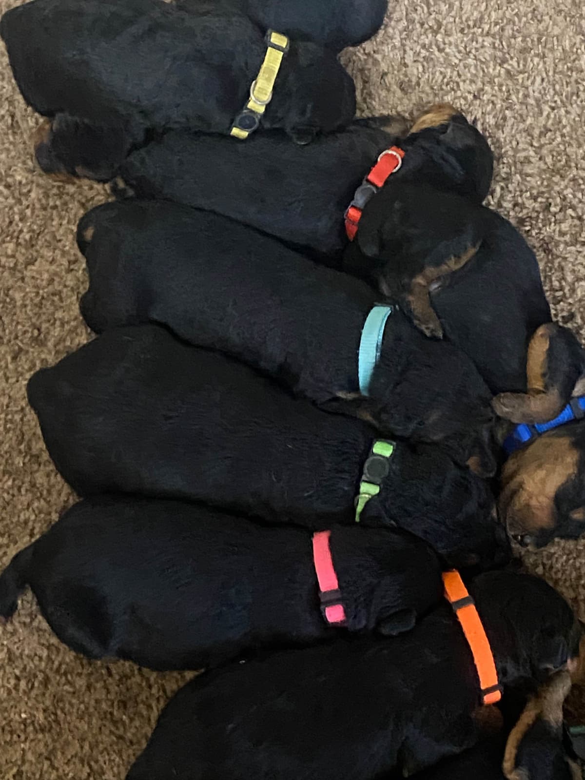 Airedale Terrier Puppies breeder image 13