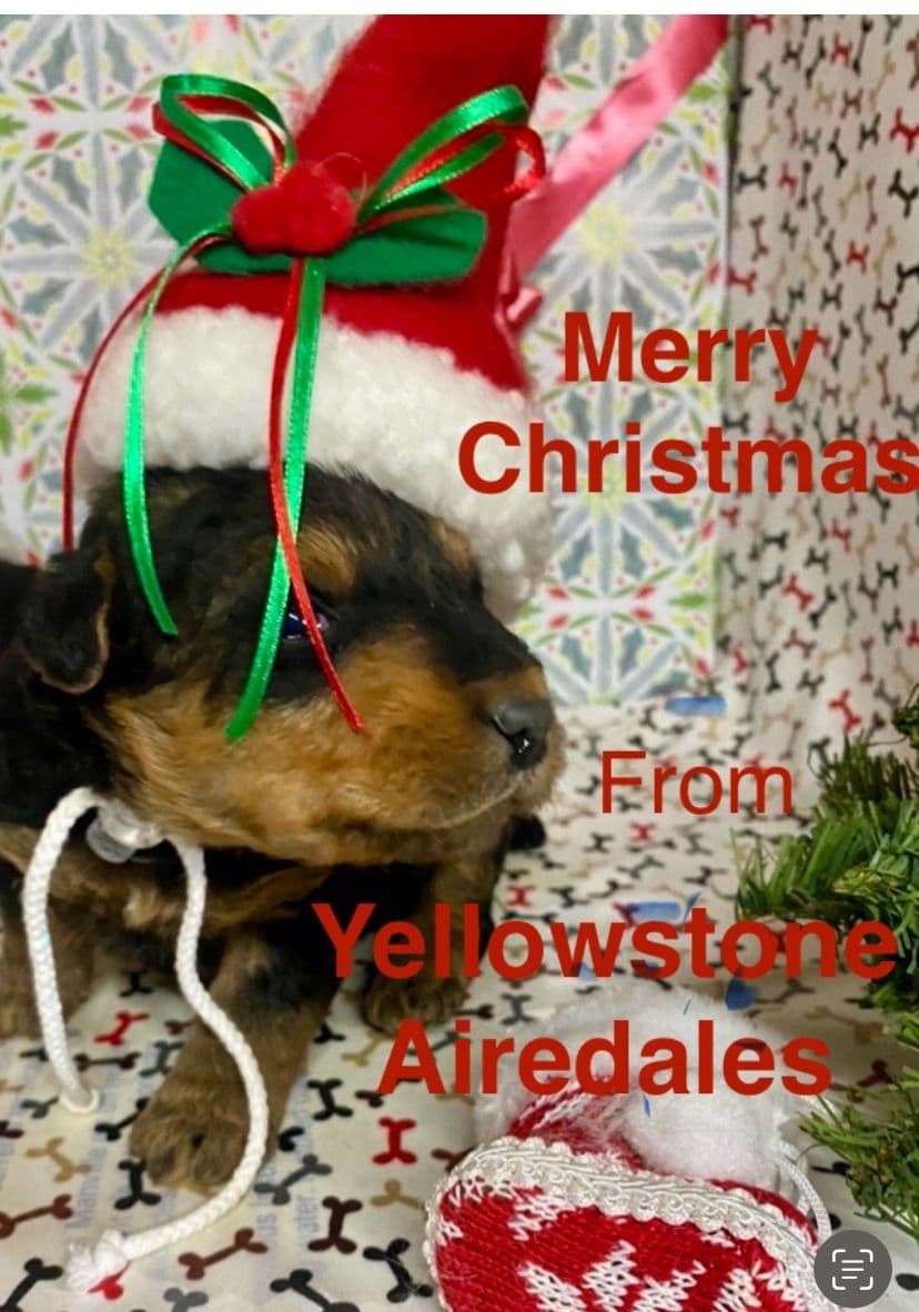 Airedale Terrier Puppies breeder image 14