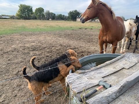 Airedale Terrier Puppies media 2