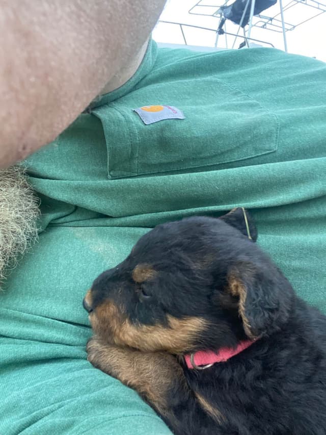 Airedale Terrier Puppies media 3