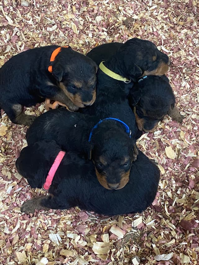Airedale Terrier Puppies media 5