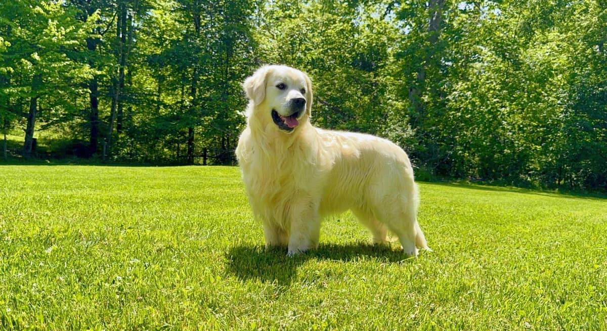 Champion Bloodline English Golden Retriever Puppies breeder image 1