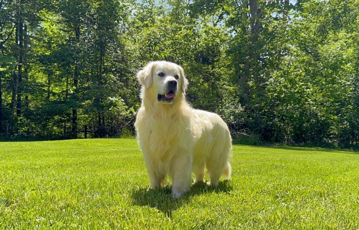 Champion Bloodline English Golden Retriever Puppies breeder image 2