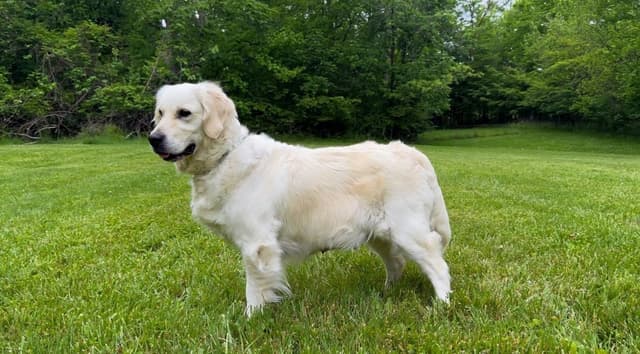 Champion Bloodline English Golden Retriever Puppies media 3
