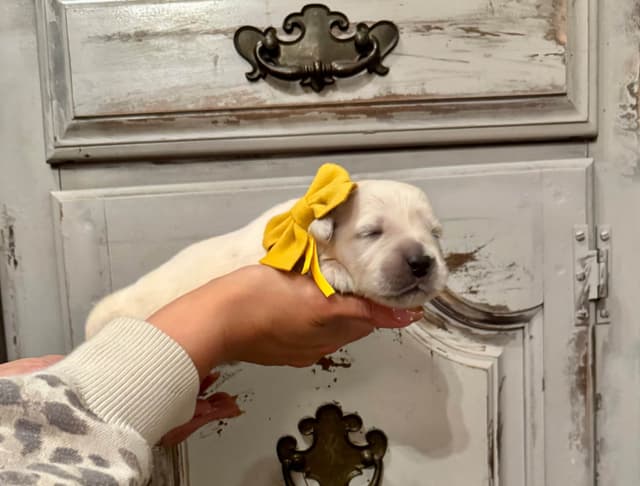 Champion Bloodline English Golden Retriever Puppies media 4