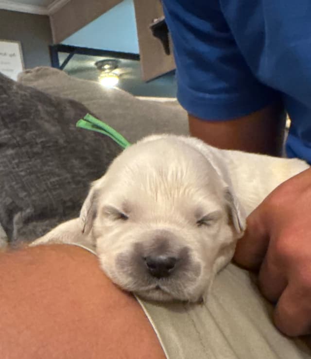 Champion Bloodline English Golden Retriever Puppies media 5