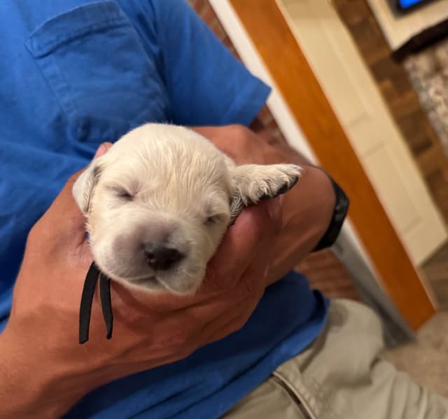 Champion Bloodline English Golden Retriever Puppies media 6