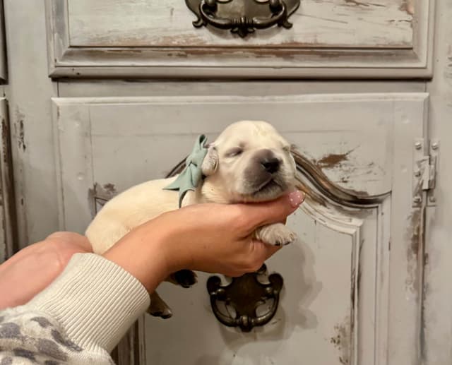 Champion Bloodline English Golden Retriever Puppies media 9