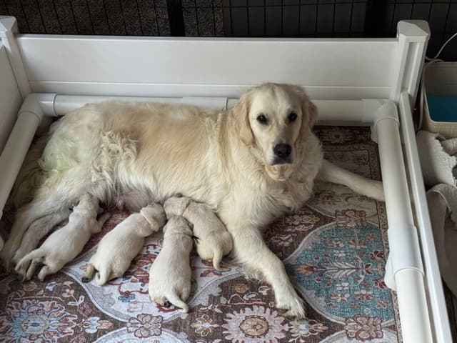 Champion Bloodline English Golden Retriever Puppies media 10